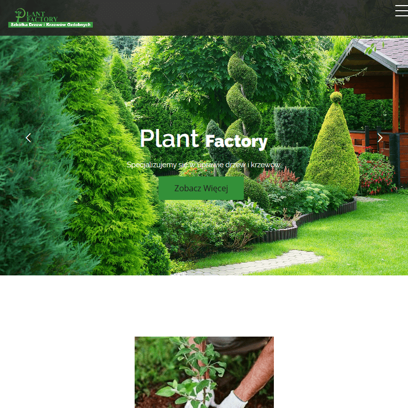 Sadzonki krzewów ozdobnych w Grójcu